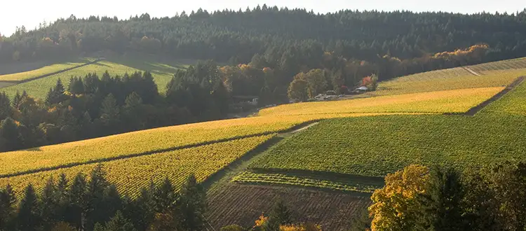 North Western Oregon vineyards