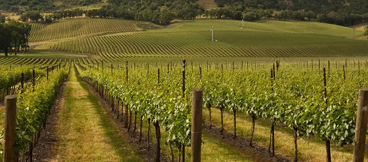 South Western Oregon vineyards