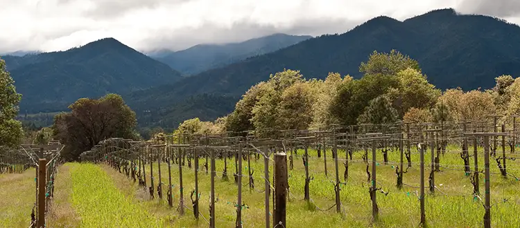 Elouan, west central hills vineyards